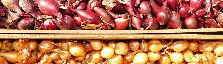 Marzo è tempo di... Scalogno!​