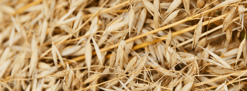 L’etimologia della tavola: Avena