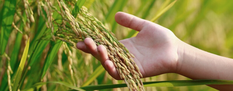 Riso biologico: varietà, differenze e abbinamenti perfetti per l'estate