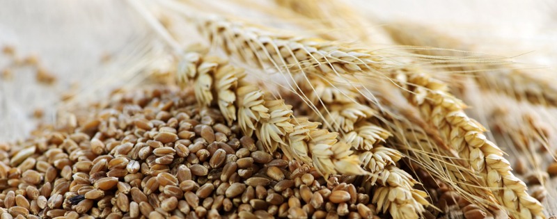 Cereali biologici: dalla colazione ai piatti unici, tutto quello che devi sapere