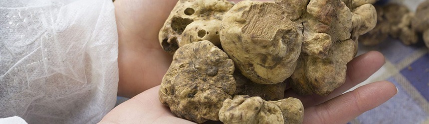 Fiera del tartufo bianco 